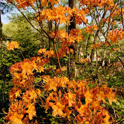 Rhododendron Aromi Sunrise Native Azalea