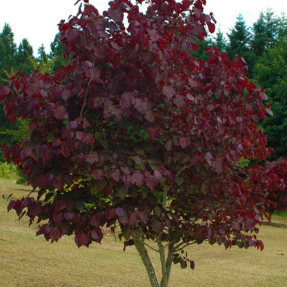 Forest Pansy Redbud Tree