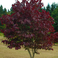 Forest Tree Redbud Pansy
