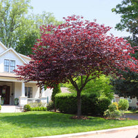 Forest Tree Redbud Pansy