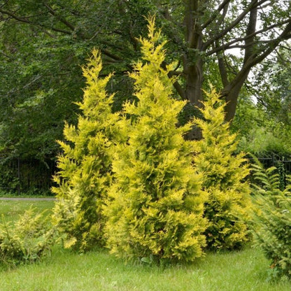 Yellow Ribbon Arborvitae