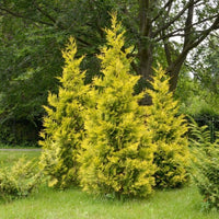 Yellow Ribbon Arborvitae