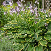 Hosta Fortunei Aureomarginata perennial shade plant growing outdoors