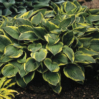 Variegated Hosta Aureomarginata foliage close up with decorative leaf margins