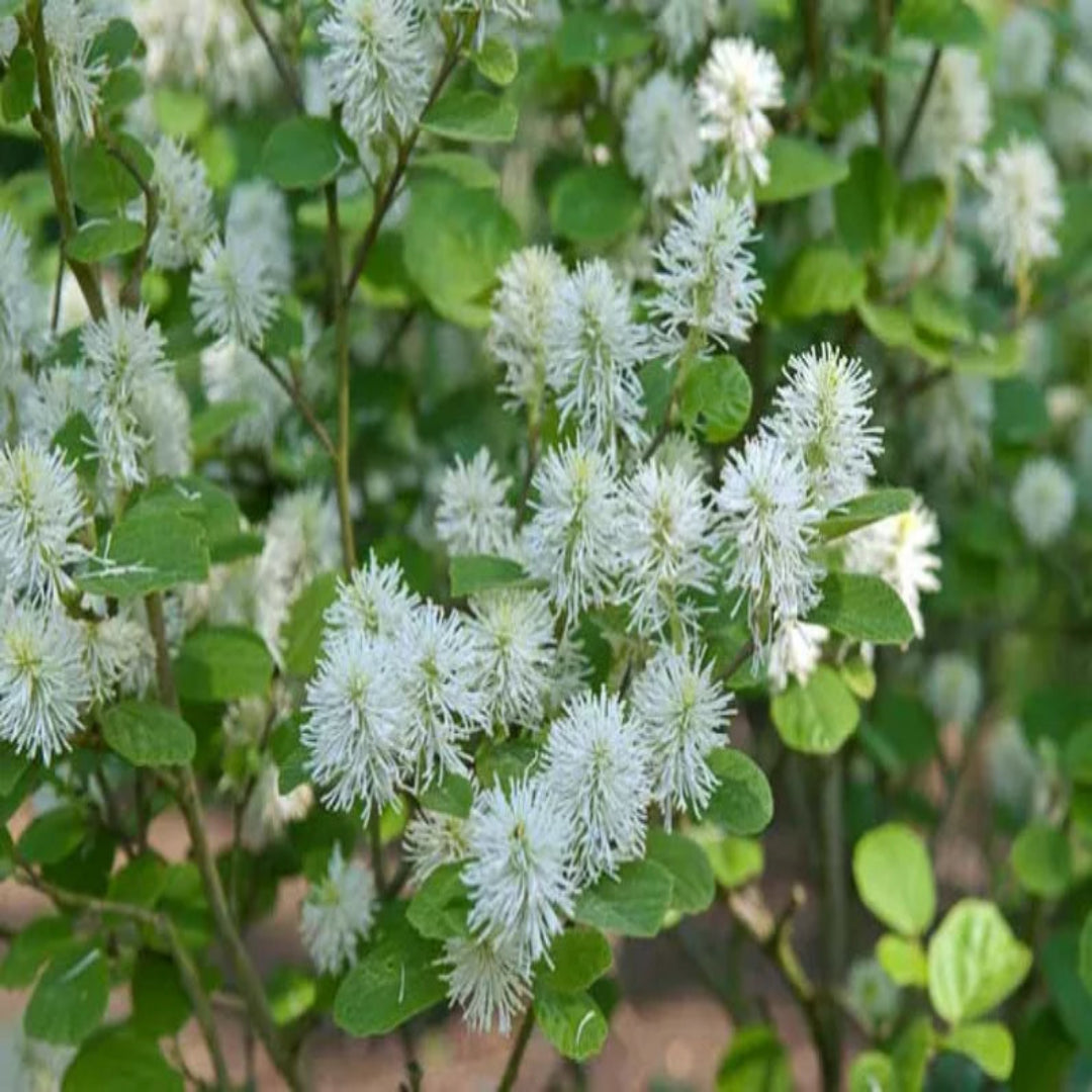 Fothergilla Gardenii &
