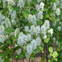 Fothergilla Gardenii 'Blue Mist