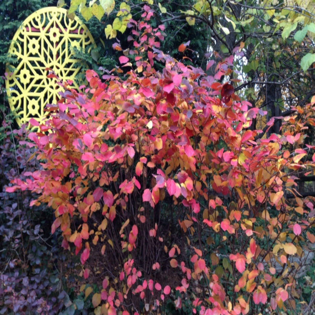 Fothergilla Gardenii &