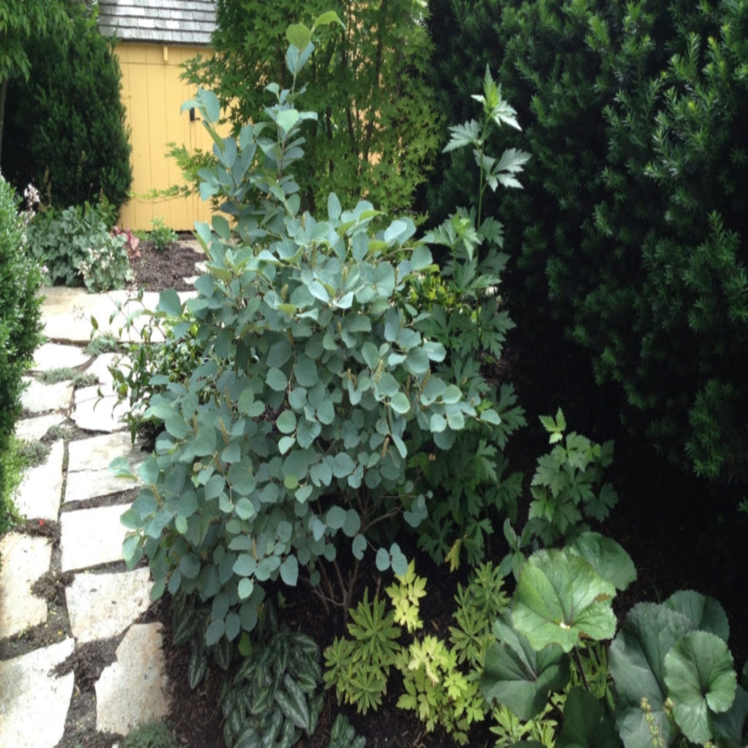 Fothergilla Gardenii &