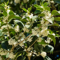 Tea Olive Plant Fragrant