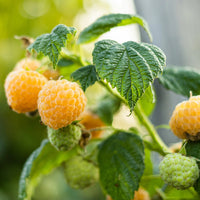 Golden yellow raspberries on Anne everbearing raspberry plant ready for harvest