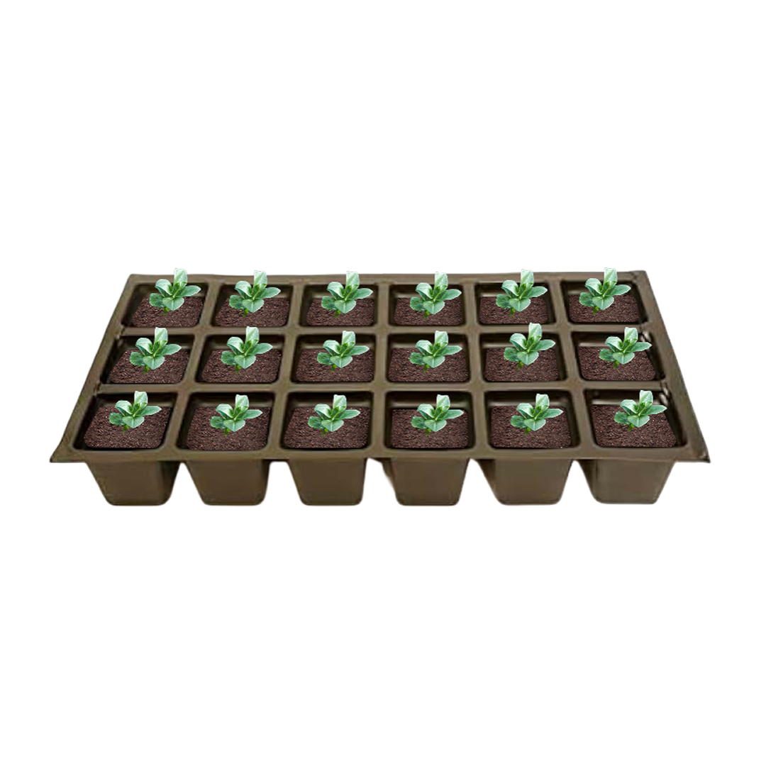 Evergreen vinca major periwinkle plant used for garden groundcover