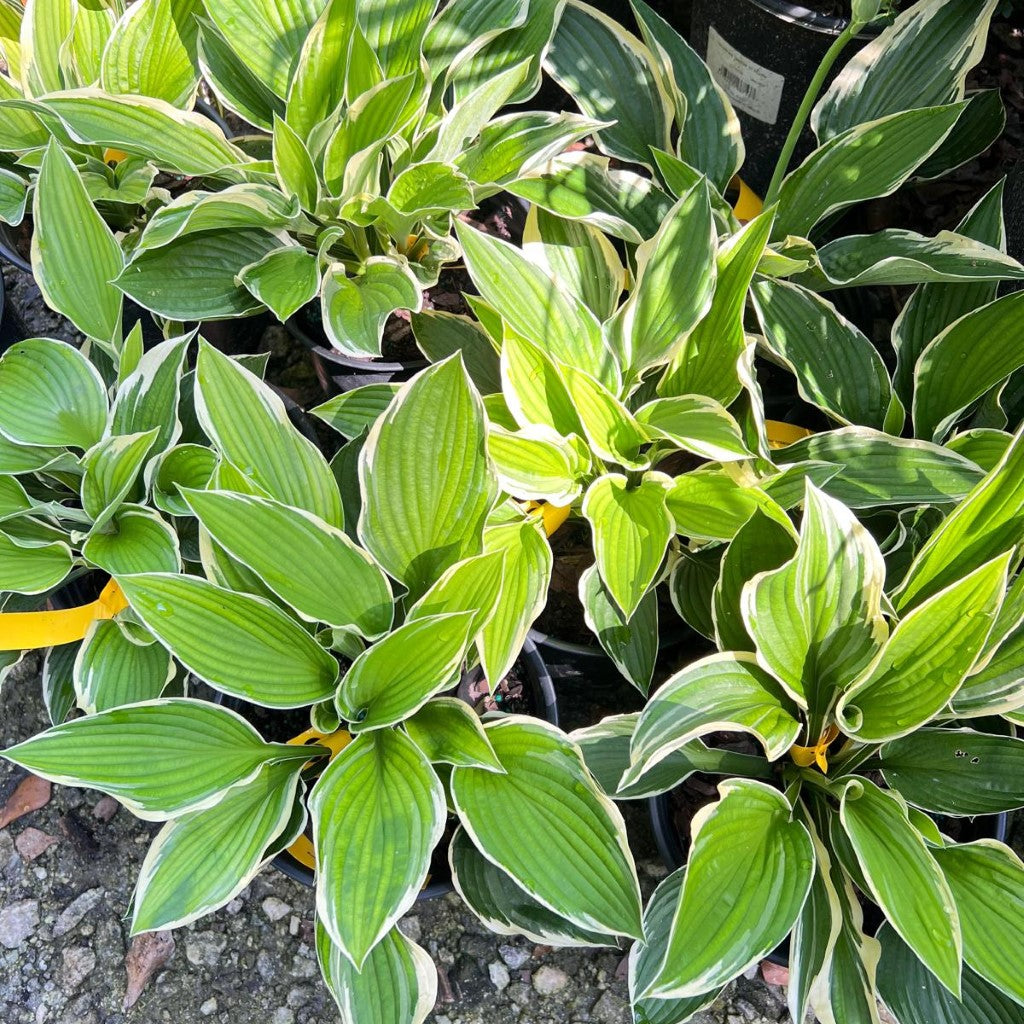 Francee Hosta foliage showing crisp white margins