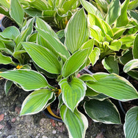 Lush Francee Hosta leaves in shaded garden