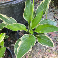 Francee Hosta growing in container – shade perennial