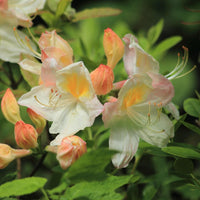 Frederick Douglass Azalea with fragrant white spring flowers