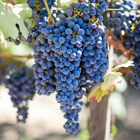 Fredonia Grape