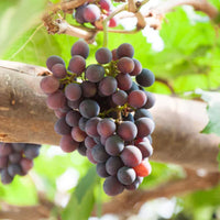 Fredonia Grape