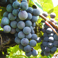 Fredonia Grape