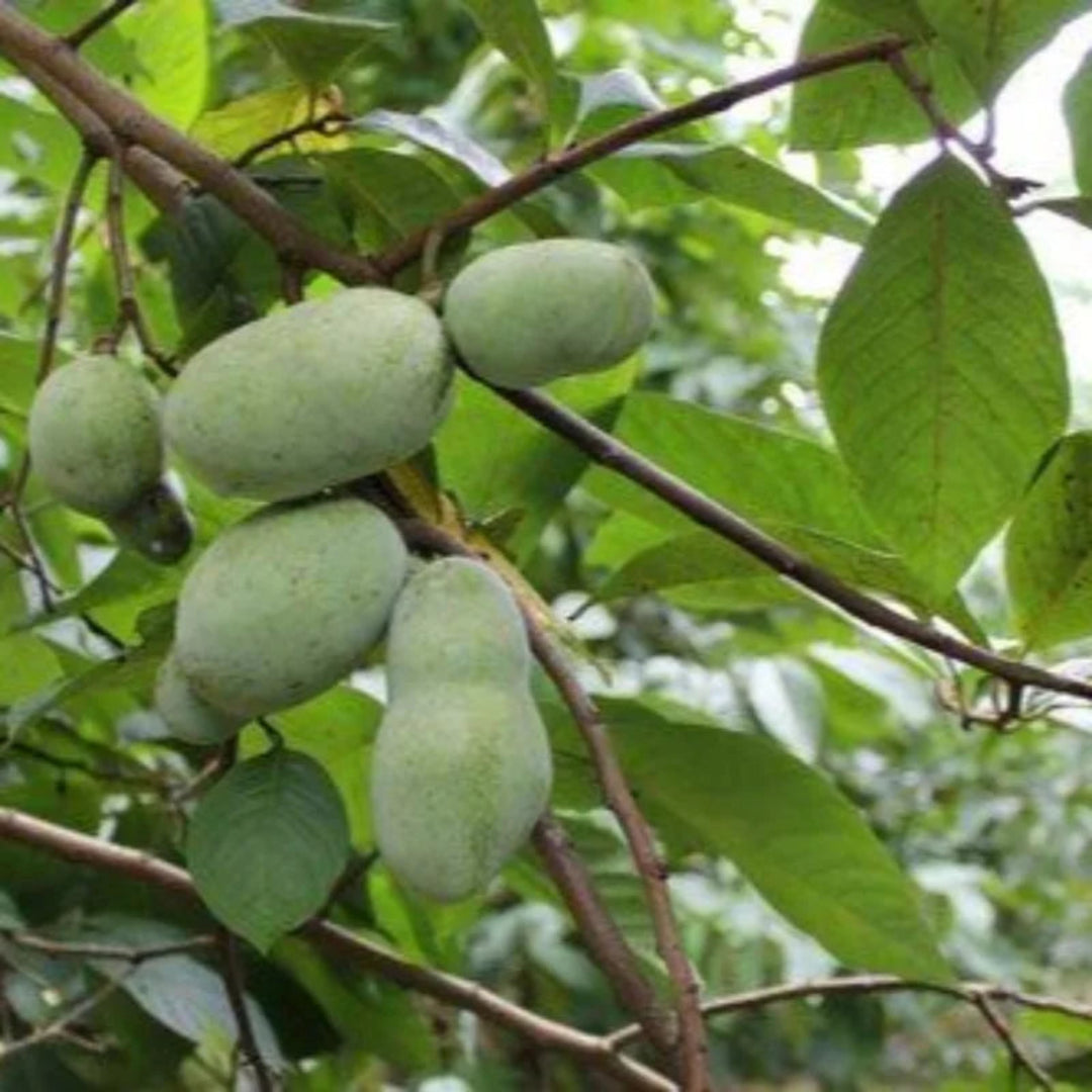 Cluster of pawpaw fruits hanging from a mature pawpaw tree