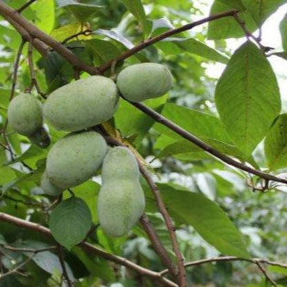 Cluster of pawpaw fruits hanging from a mature pawpaw tree