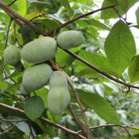 Cluster of pawpaw fruits hanging from a mature pawpaw tree