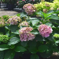 Froggie Bigleaf Hydrangea