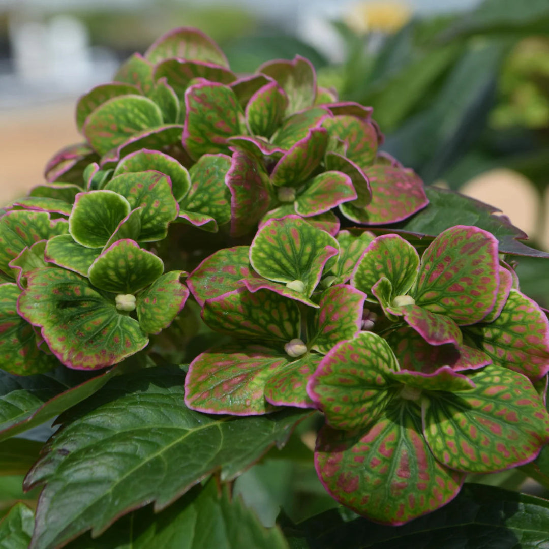 Froggie Bigleaf Hydrangea