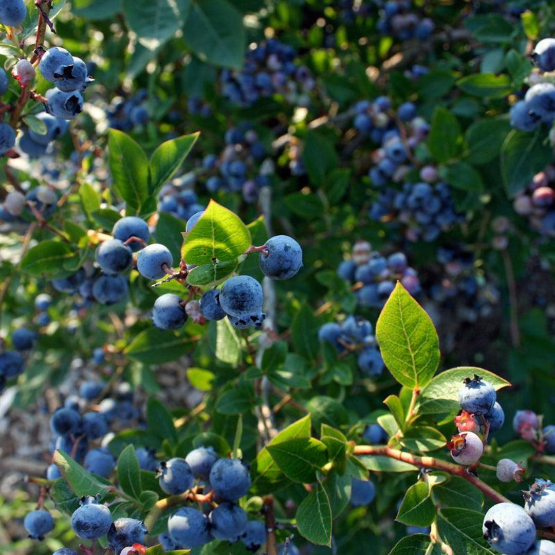 Downhome Harvest Hello Darlin Blueberry