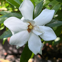 Frost Proof Gardenia shrub with white fragrant flowers