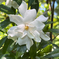 Frost Proof Gardenia plant glossy green foliage