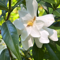 Frost Proof Gardenia white flowers close view