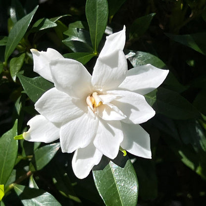 Frost Proof Gardenia