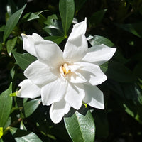 Cold hardy Frost Proof Gardenia flowering shrub