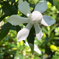 Frost Proof Gardenia evergreen shrub in bloom