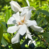 Cold hardy Frost Proof Gardenia flowering shrub