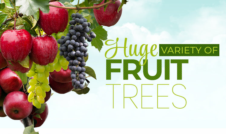 FRUIT-TREE