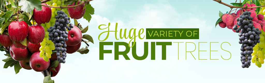 FRUIT-TREE