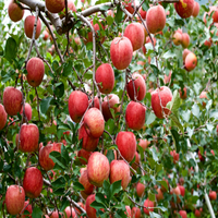 Red Fuji apple fruit displaying smooth skin and classic apple shape