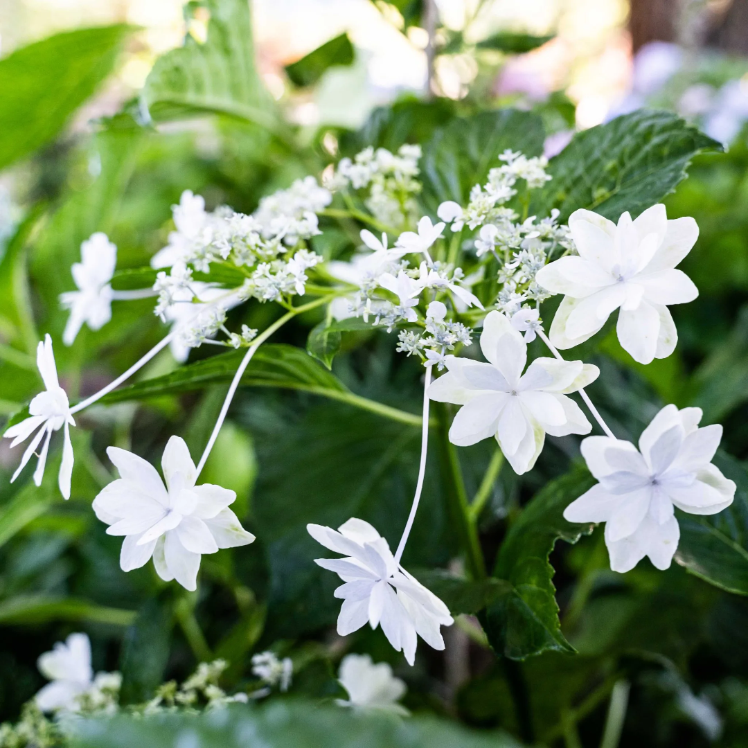 Fuji Waterfall Hydrangea