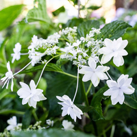 Bloom clusters of Fuji Waterfall Hydrangea flowering plants