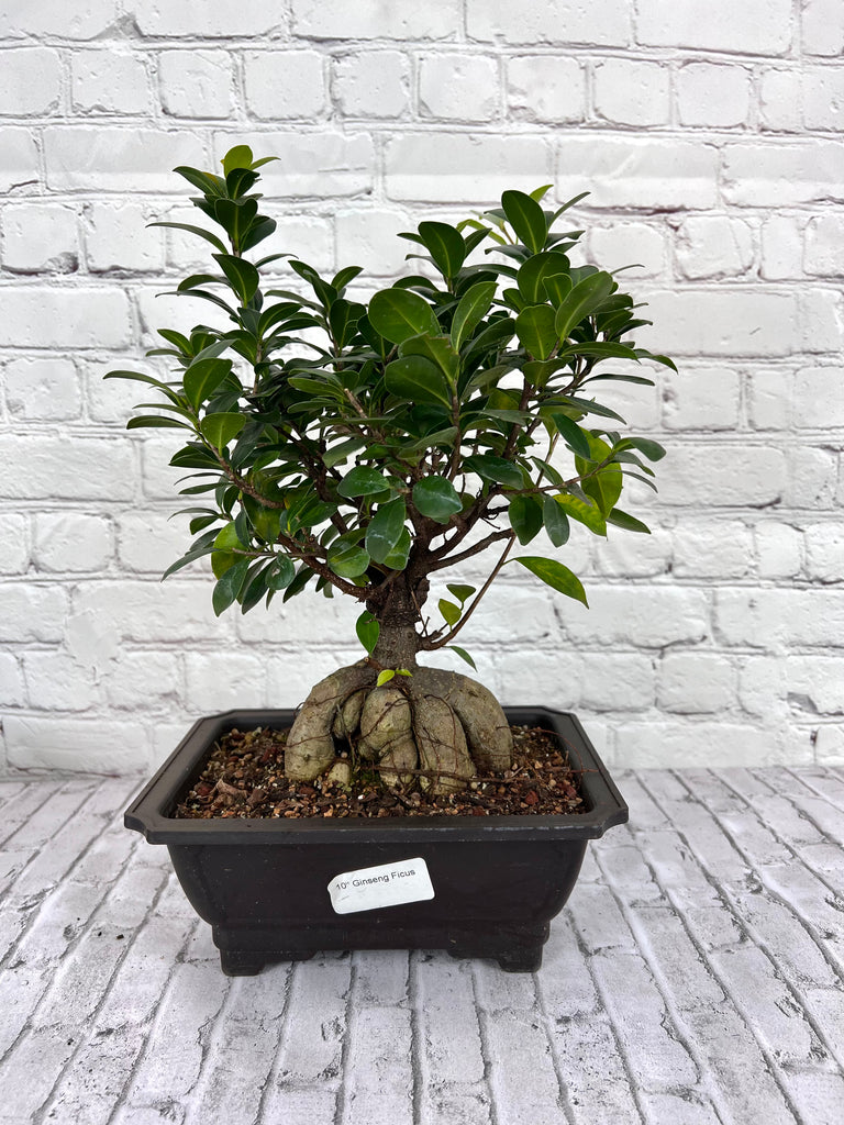 Live Plant  Bonsai, Ficus Ginseng Plastic  Pot