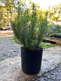 Live rosemary Christmas tree festive tabletop decor