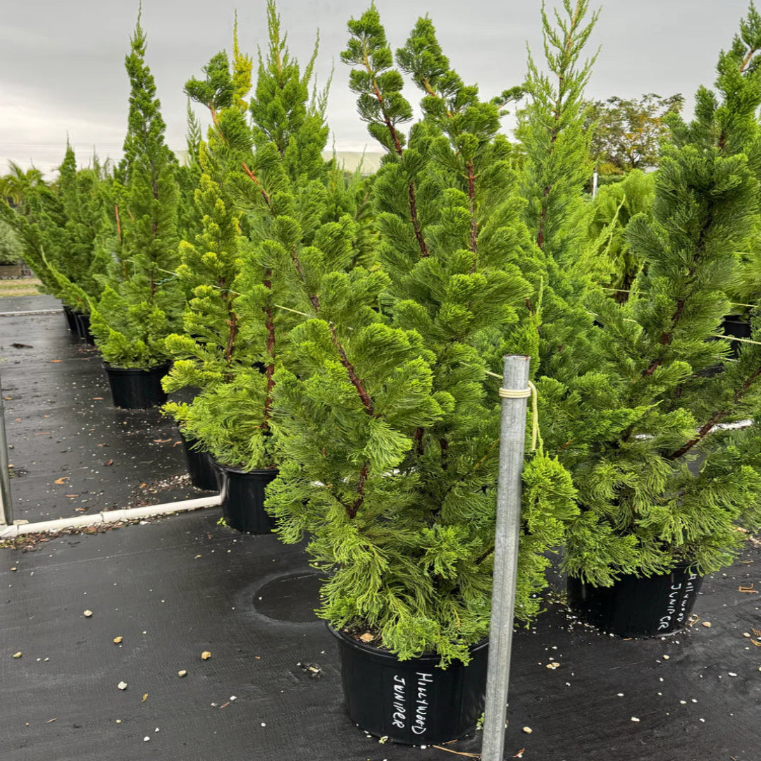 Juniper Torulosa