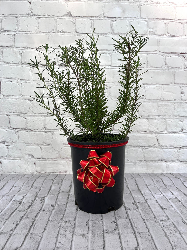 Tuscan Blue Rosemary-Live Christmas Tree