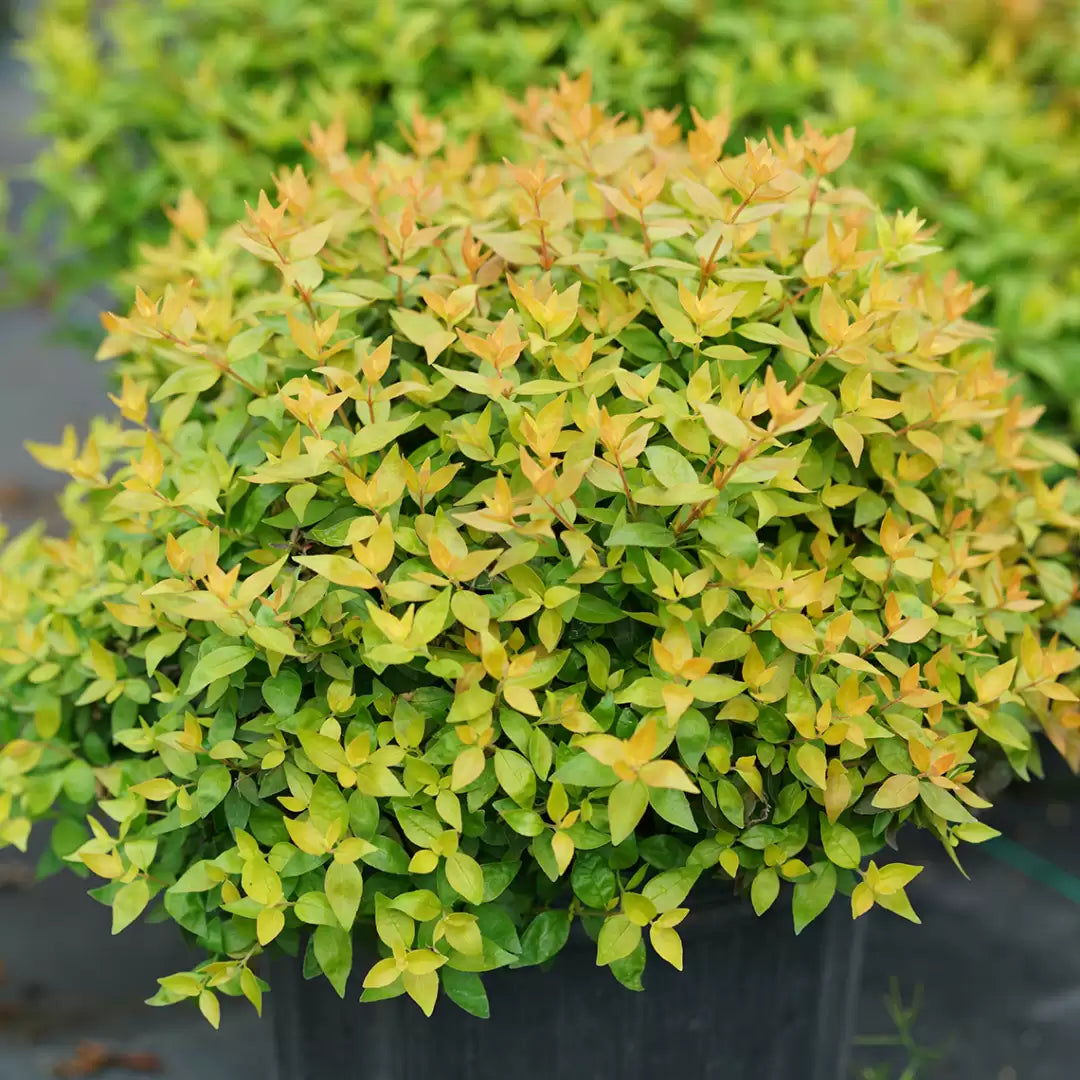 Abelia Super Gold