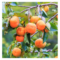 Jiro Fuyu Japanese Persimmon