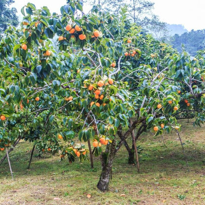 Fuyu Japanese Persimmon