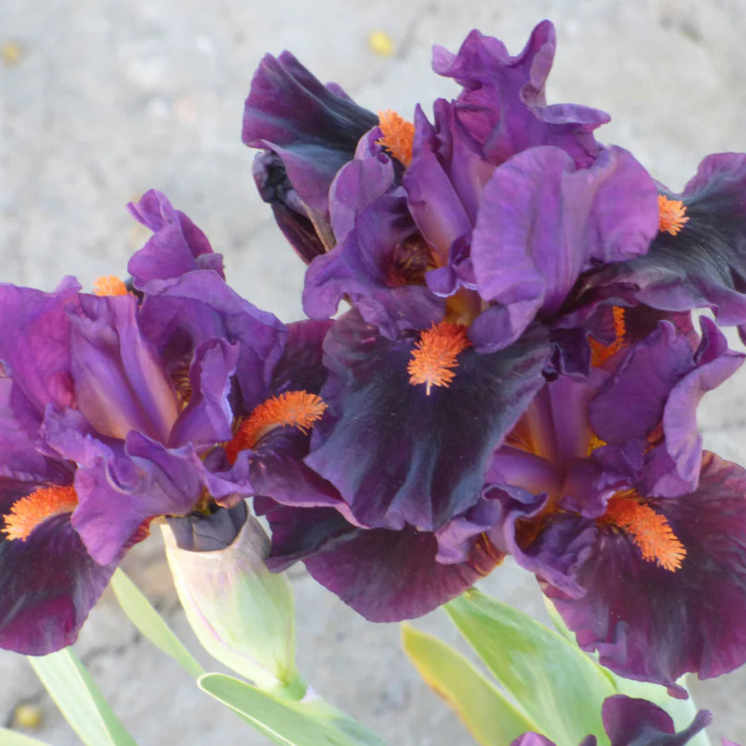 Iris germanica &