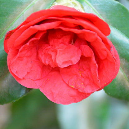 Camellia Flame-Showy Red Round Blooms