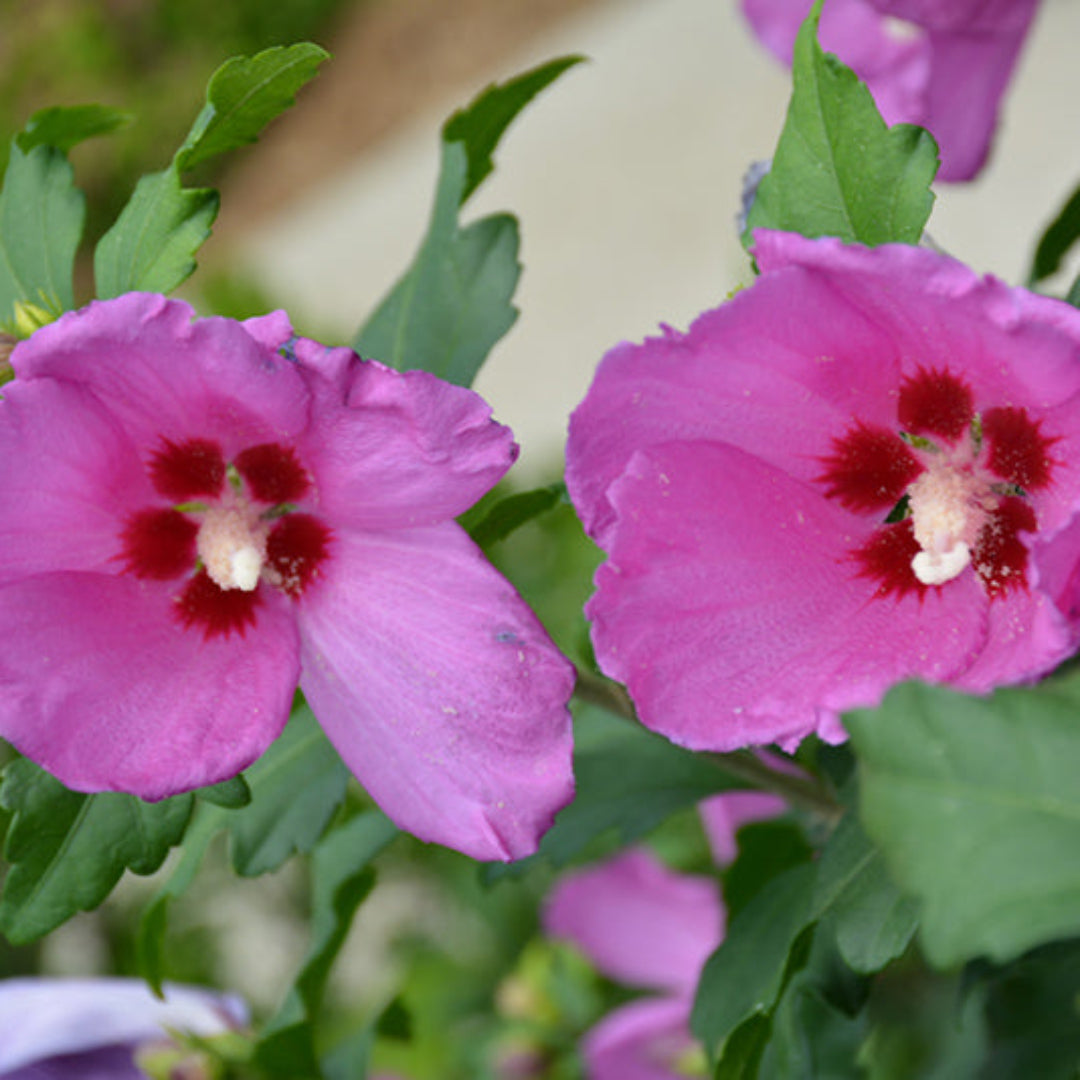 Pink Althea tree in garden view